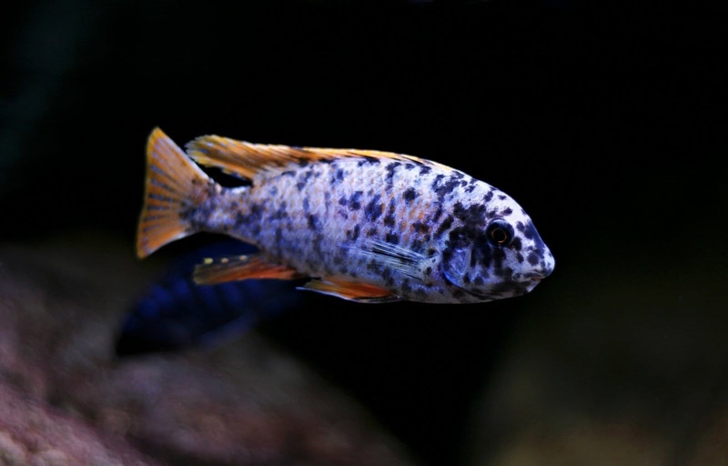 Labeotropheus fuelleborni 'Mitande Reef (Rocks)'